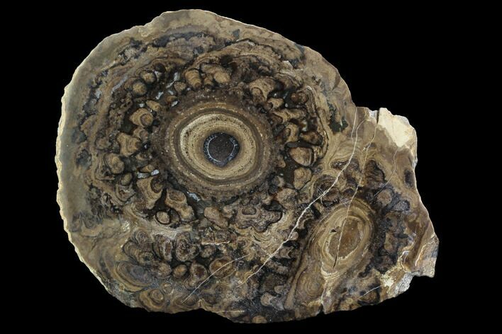 Polished, Fossil Stromatolite Colony on Reed - Utah #100365